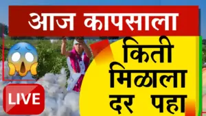 कापूस दराची कोंडी कायम: भाव ७००० वर स्थिरावले, पण ८००० च्या दराची प्रतीक्षा!