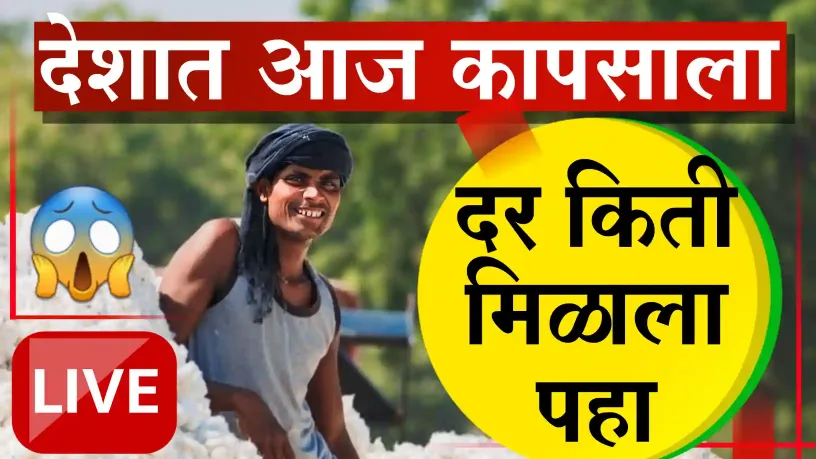 कापूस बाजार भाव