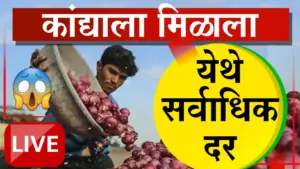 कांदा बाजारात दरांची दरी: पिंपळगावात भाव २७००, तर सोलापुरात शेतकऱ्यांच्या डोळ्यात पाणी!