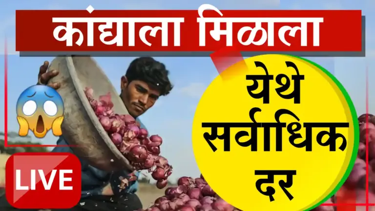 कांदा बाजारात दरांची दरी: पिंपळगावात भाव २७००, तर सोलापुरात शेतकऱ्यांच्या डोळ्यात पाणी!