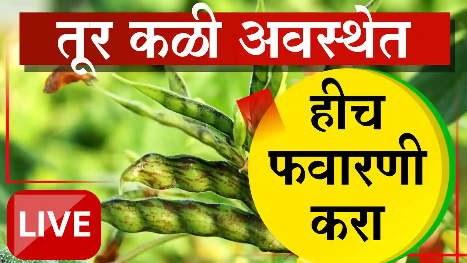 तूर पिकात भरघोस फुलधारणेसाठी 'ही' फवारणी ठरेल प्रभावी