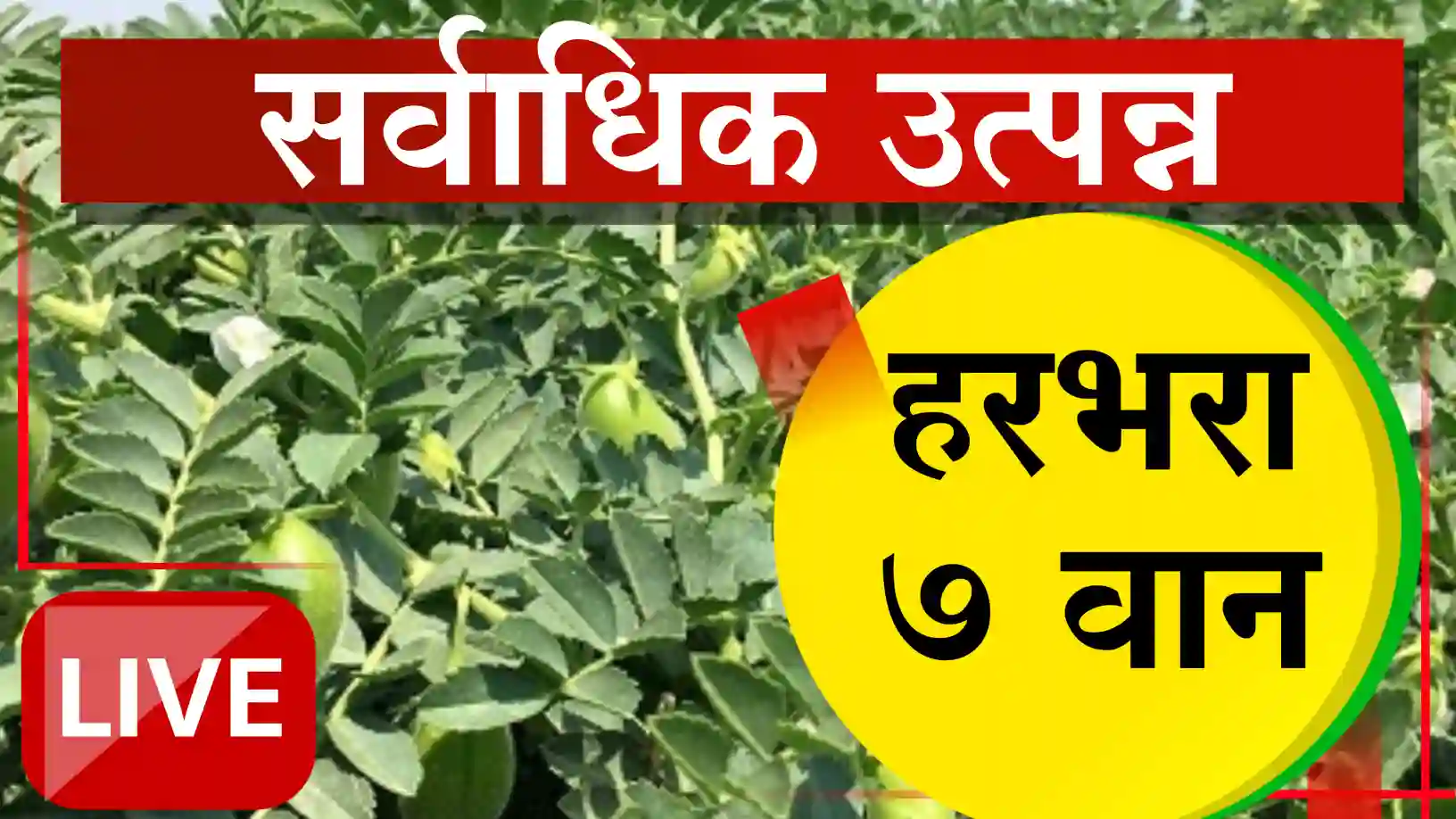 हरभऱ्याचे विक्रमी उत्पादन देणारे टॉप ७ वाण