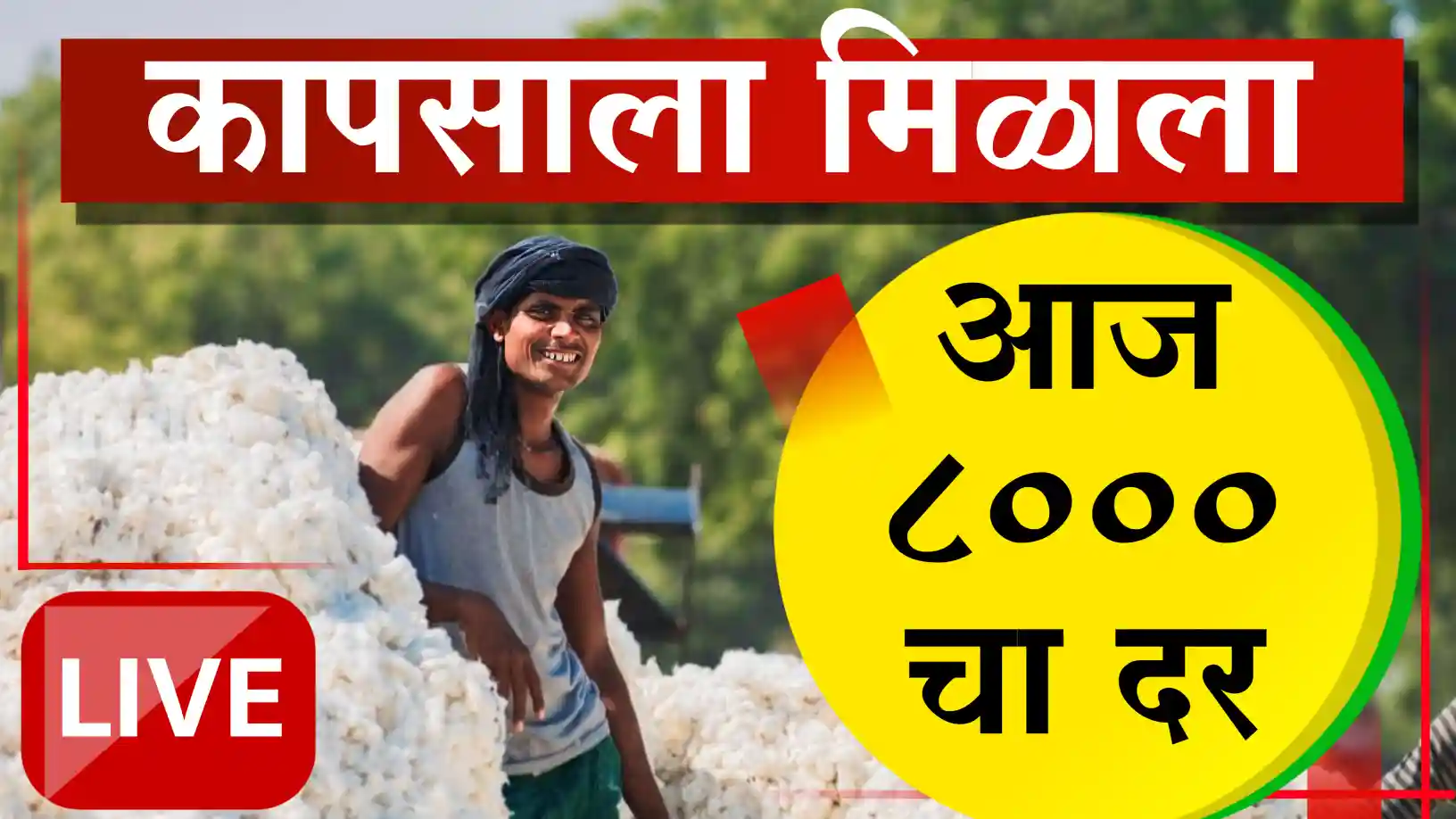 कापूस दरात अखेर मोठी वाढ