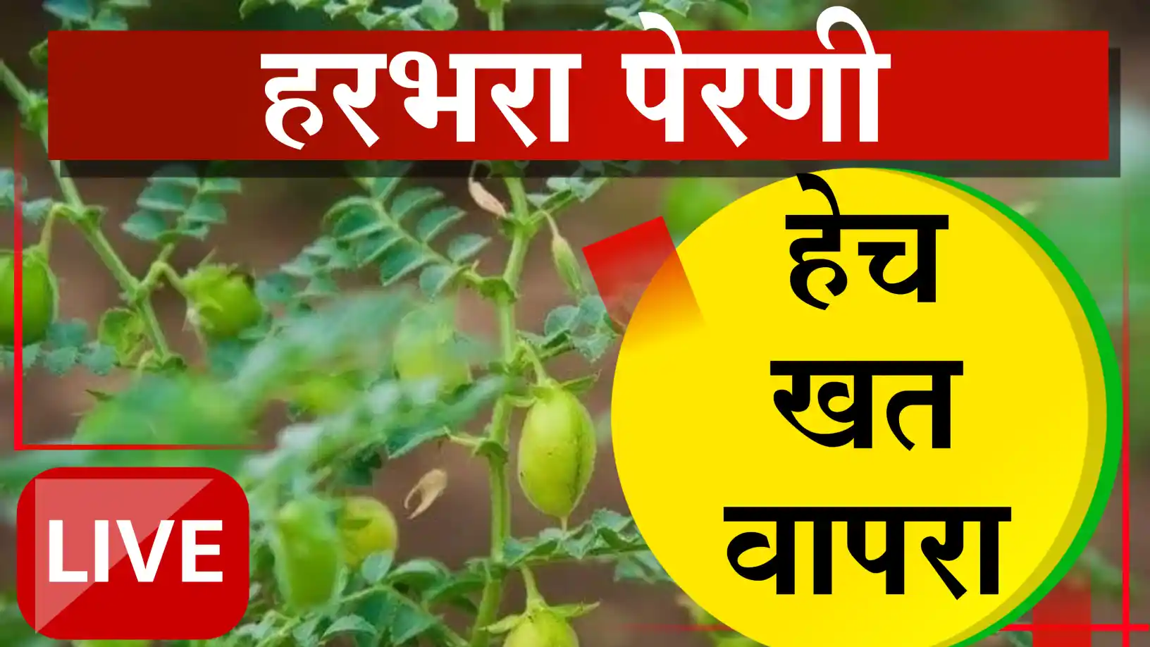 हरभरा पेरणी: योग्य खत व्यवस्थापन