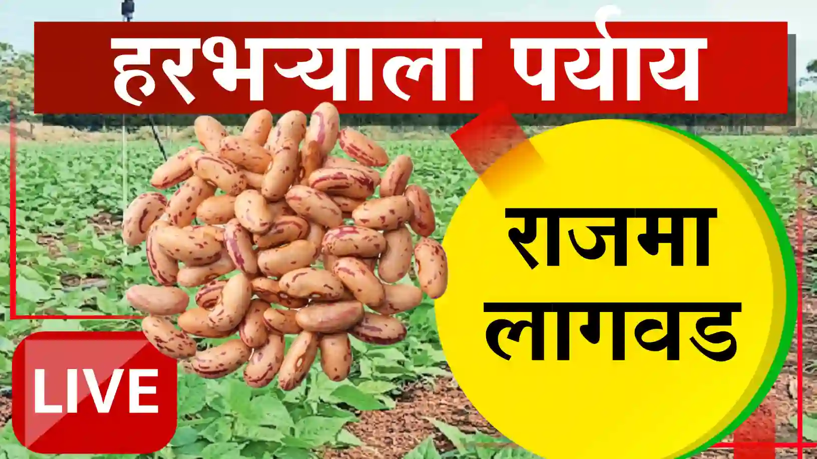 राजमा लागवडीतून निश्चित उत्पन्न